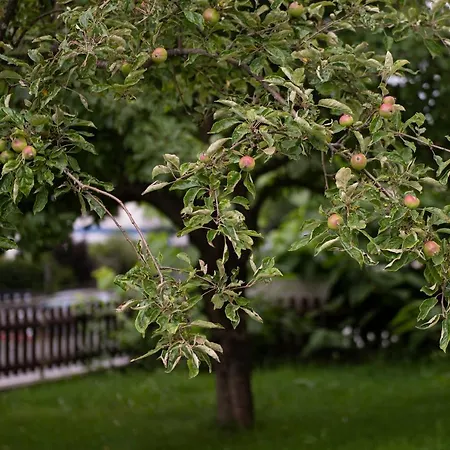 Zu Hause Im Schoenen Tirol * Kirchbichl
