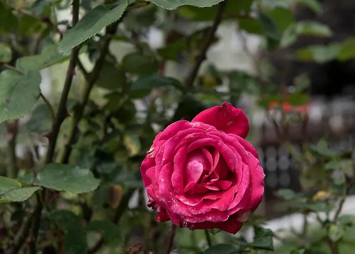 Zu Hause Im Schoenen Tirol *