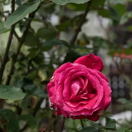 Zu Hause Im Schoenen Tirol *